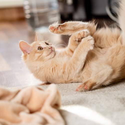 Photo #8905389