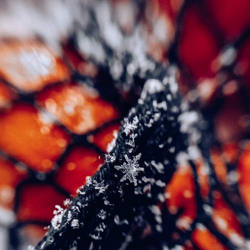 Photo #8905955