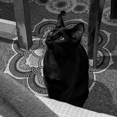 Photo #8906530