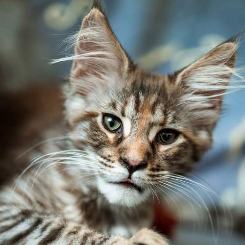 Photo #8906684