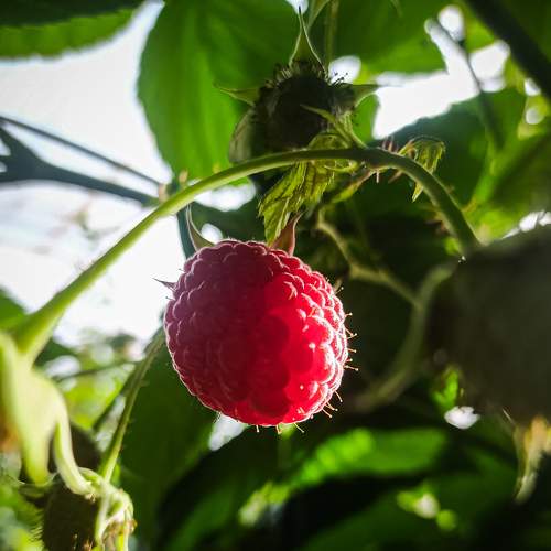 Photo #8906945