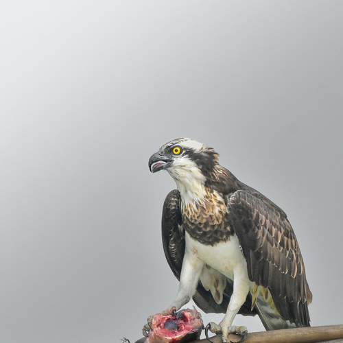 Osprey with a big catch !