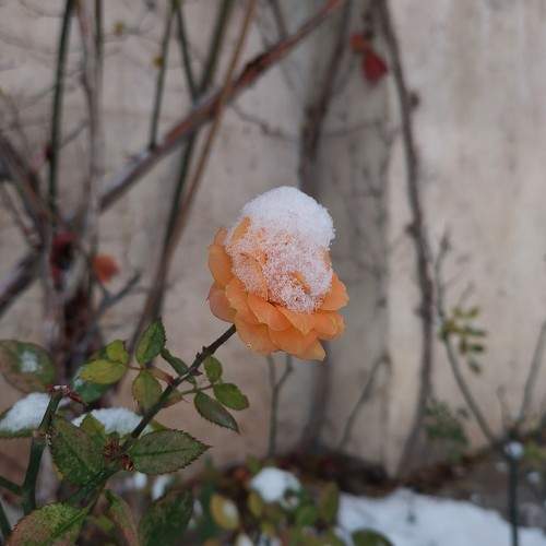 Photo #8907463