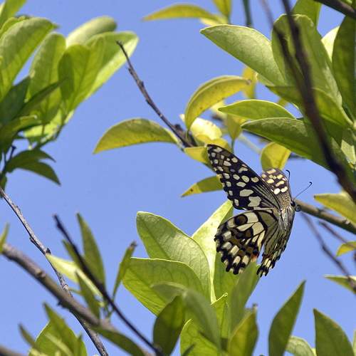 SPRING I FLUTTER IN MY WINGS