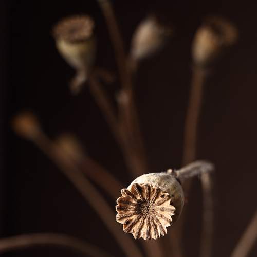 Photo #8908175