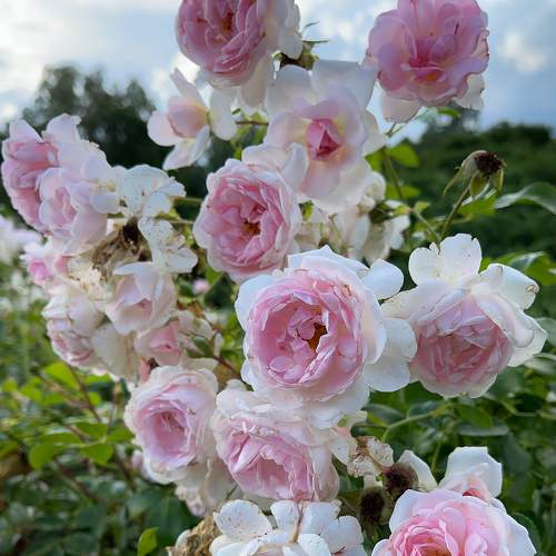 Photo #8908277