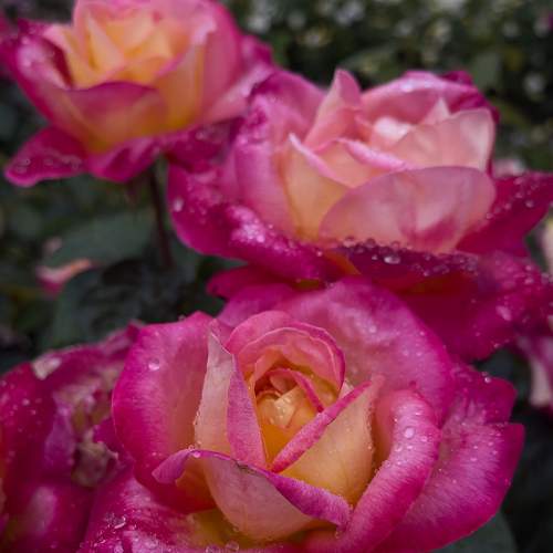 Photo #8908301