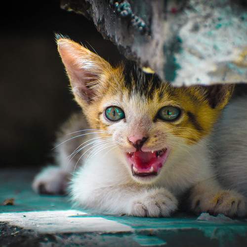 Photo #8909545