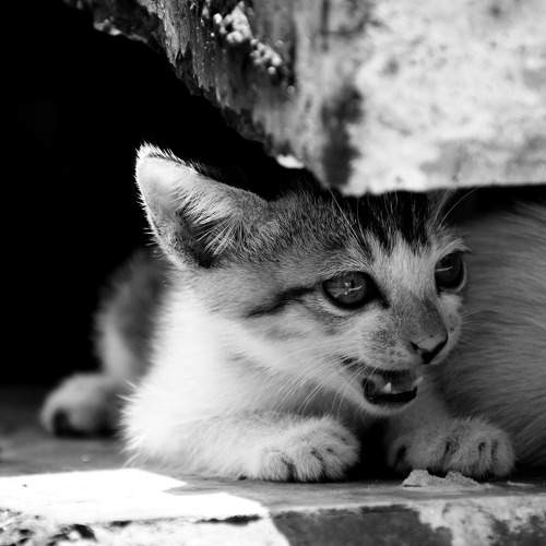 Photo #8909569