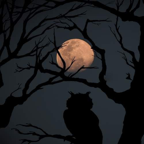 Photo #8909728