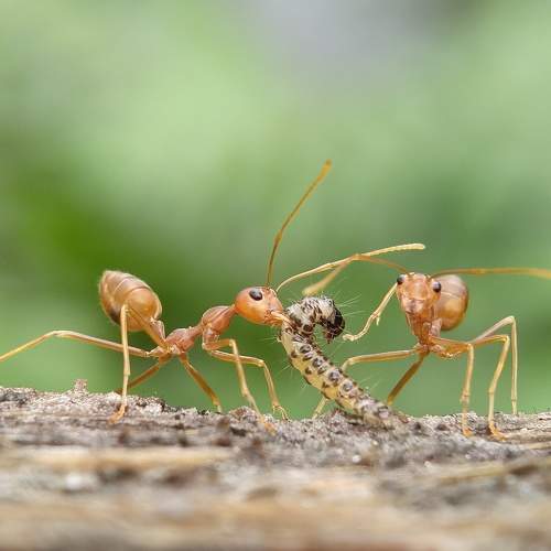 Weaver ant with prey