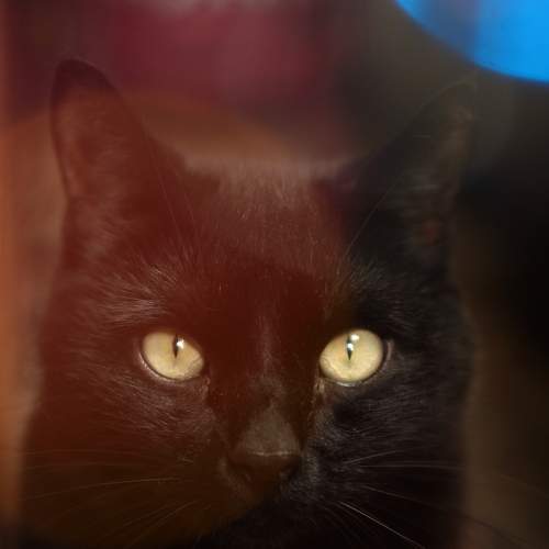 Photo #8911554