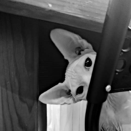 Photo #8911910