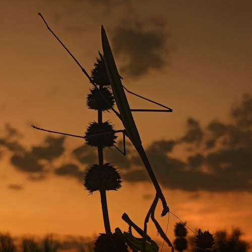 Photo #8912272