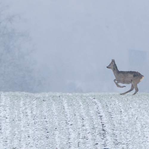 Photo #8912550