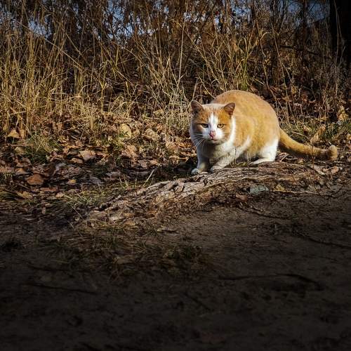 Photo #8912648