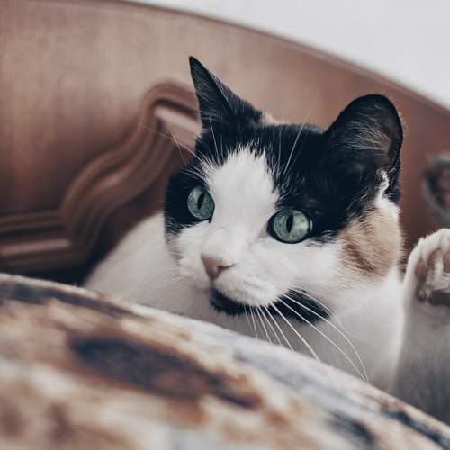Photo #8913482
