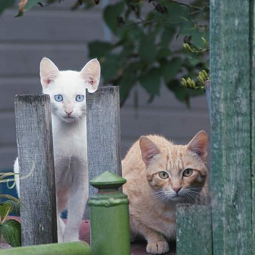 Кошки