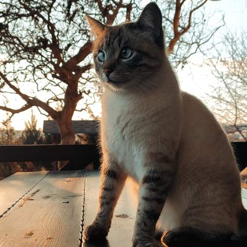 Photo #8914540