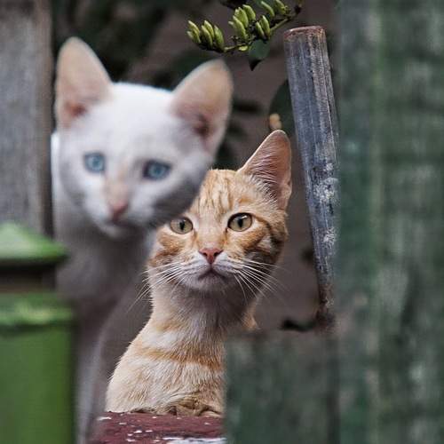 Photo #8914763