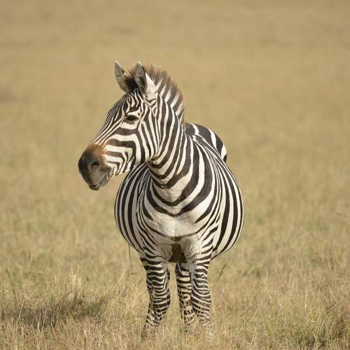 Photo #8915198