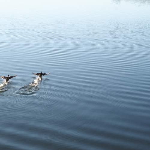 Photo #8915994