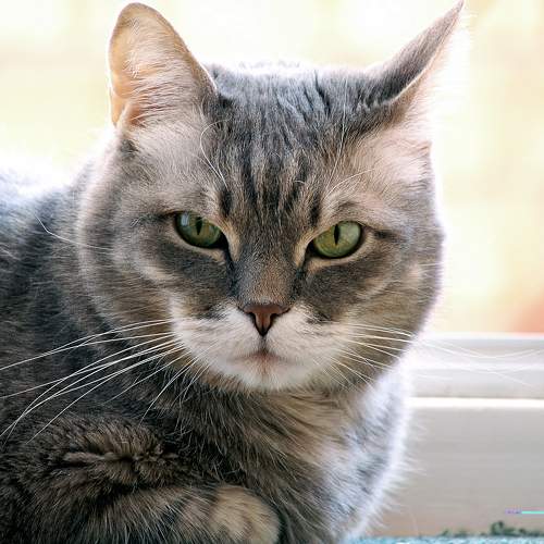Photo #8917217