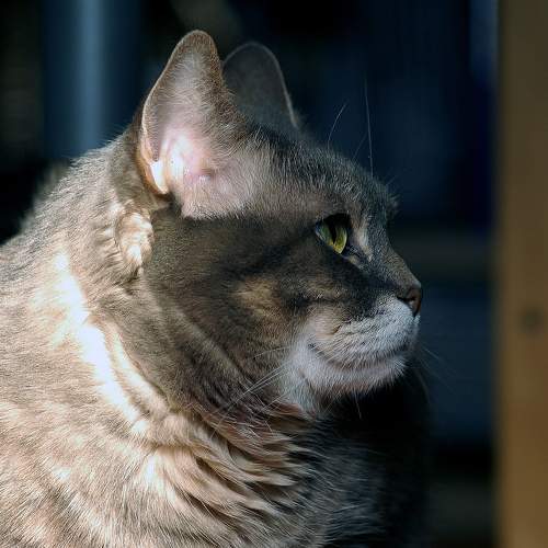 Photo #8917219
