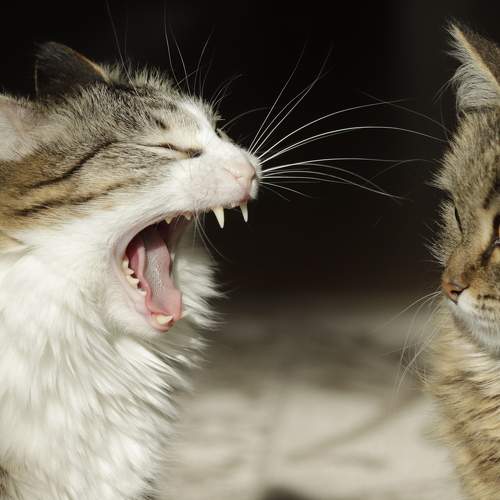 Photo #8917443