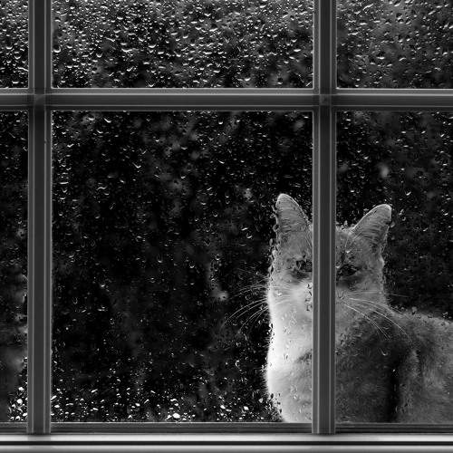 Photo #8917578