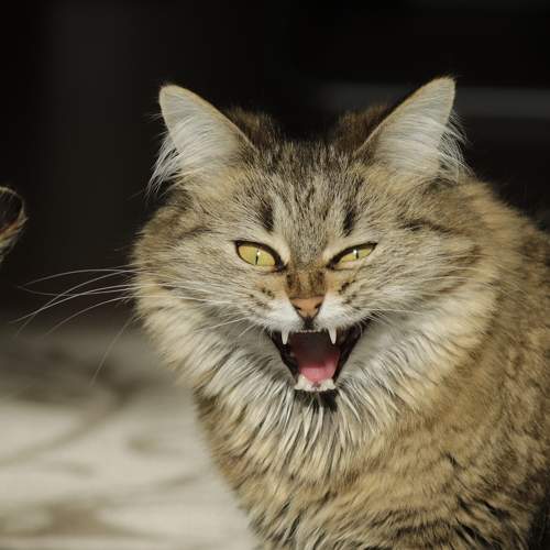 Photo #8917610