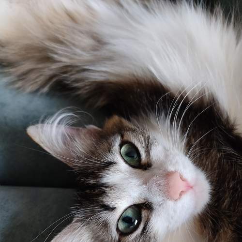 Photo #8917843