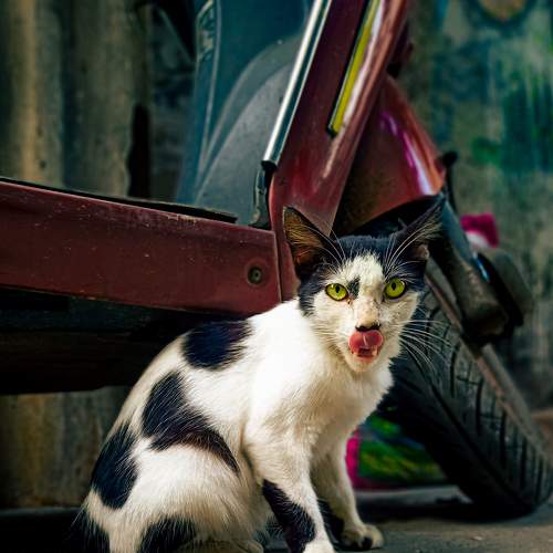 Photo #8918321