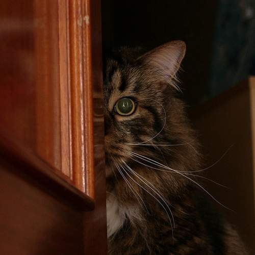Photo #8918516