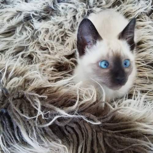 Photo #8919340