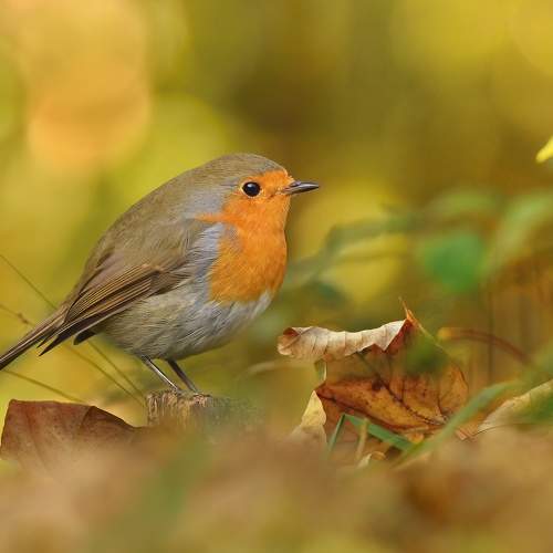 autumn