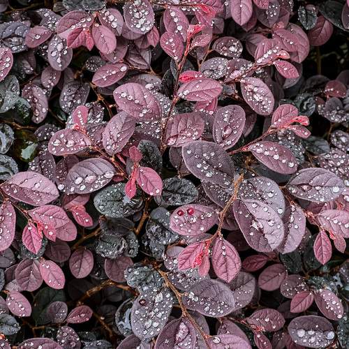 Rain Droplets