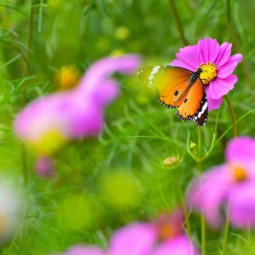 Plain Tiger butterfly with Cosmos flower