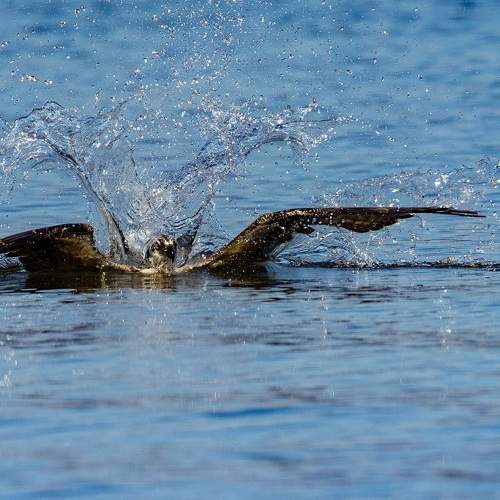 Photo #8922505