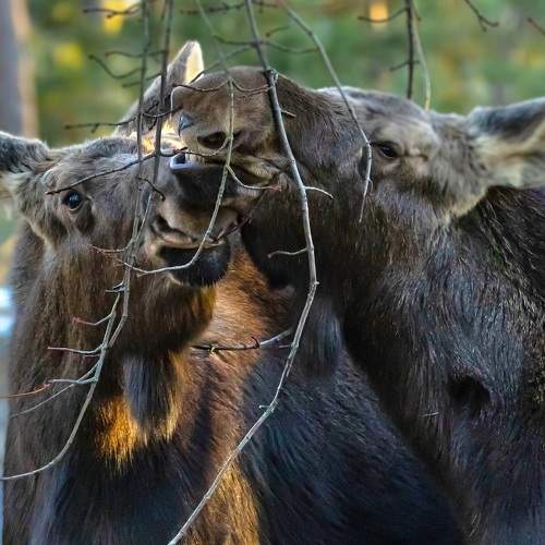 Photo #8922535