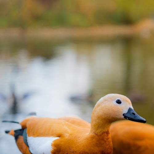 Photo #8923925