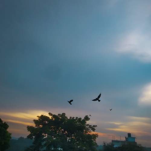 Freedom