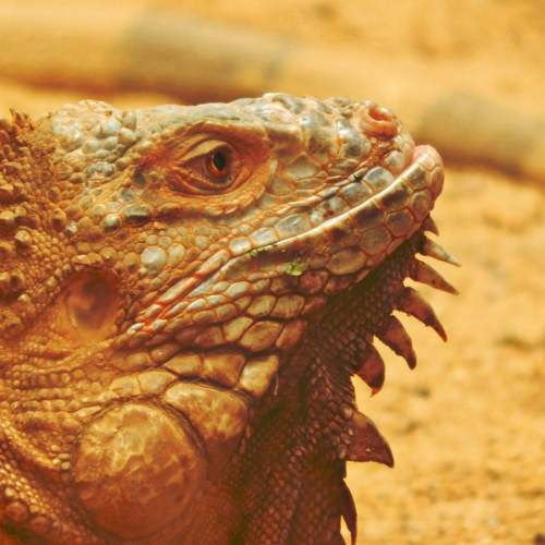 Iguana