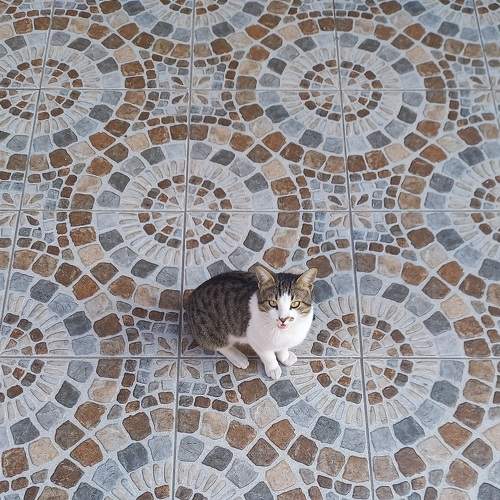 Photo #8924530