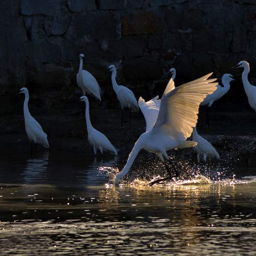 Photo #8925233