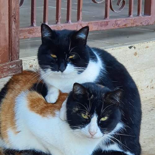 Two in a slipper