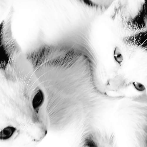 Photo #8925679