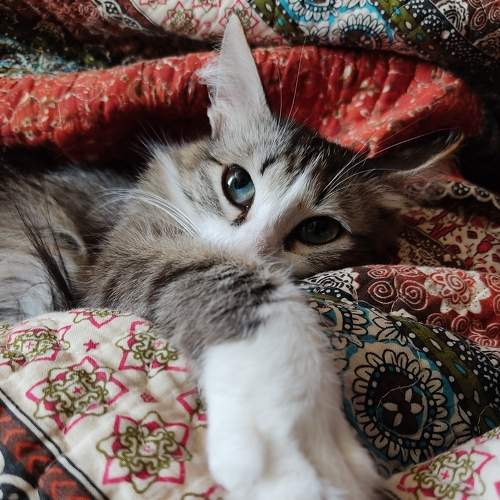 Photo #8925985
