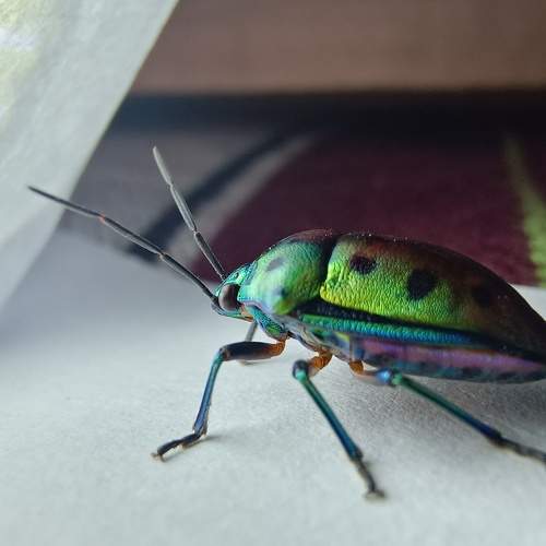 Photo #8926918