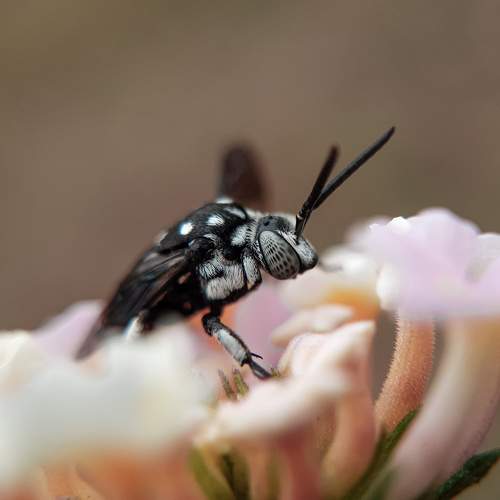 macro